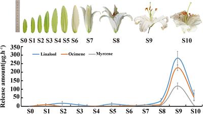 Transcriptome analysis identifies key gene LiMYB305 involved in monoterpene biosynthesis in Lilium ‘Siberia’